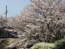 長沢川の桜２
